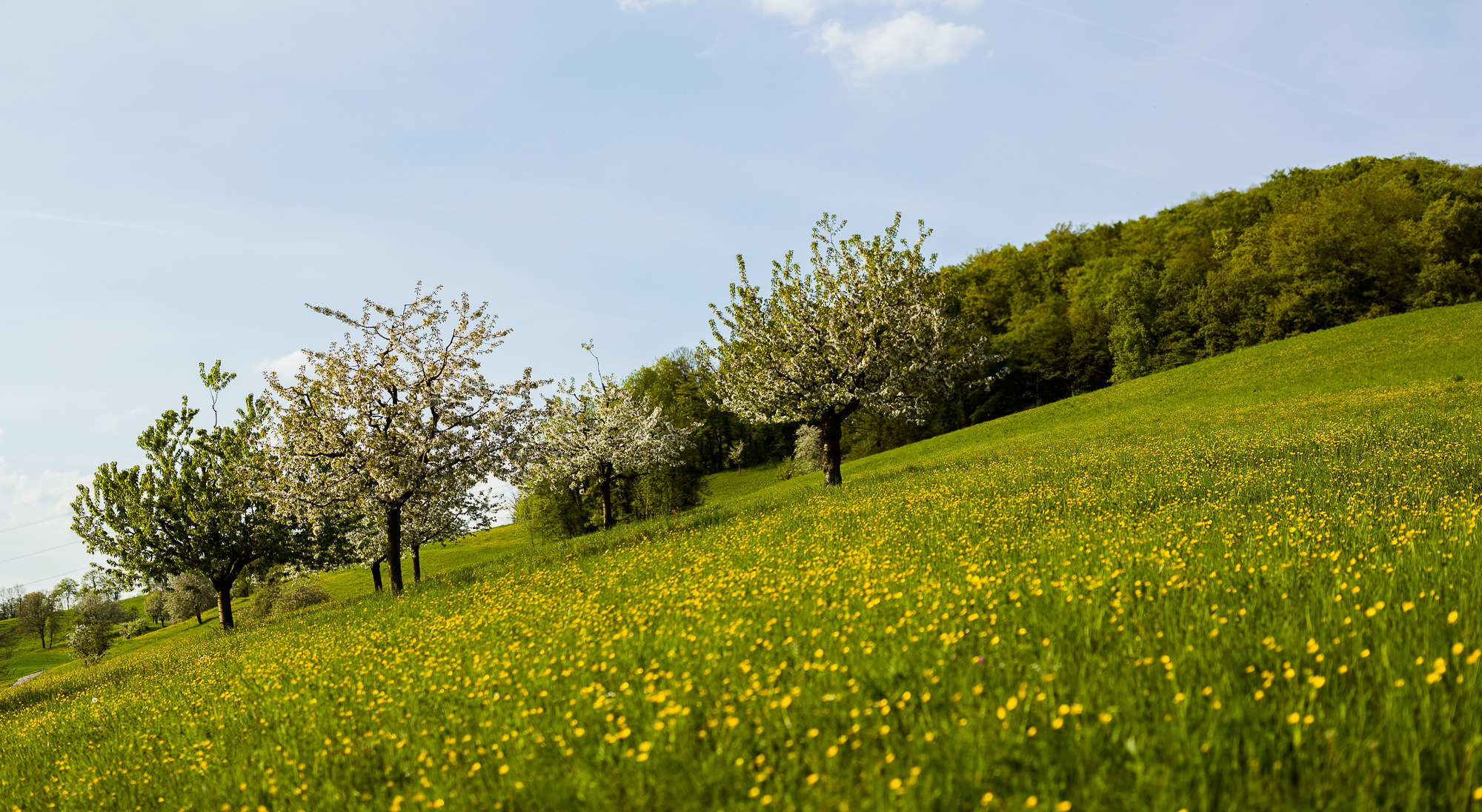 Export x3 5D4 5646 Pano Geburtstag 75 Klara @ Golffricktal